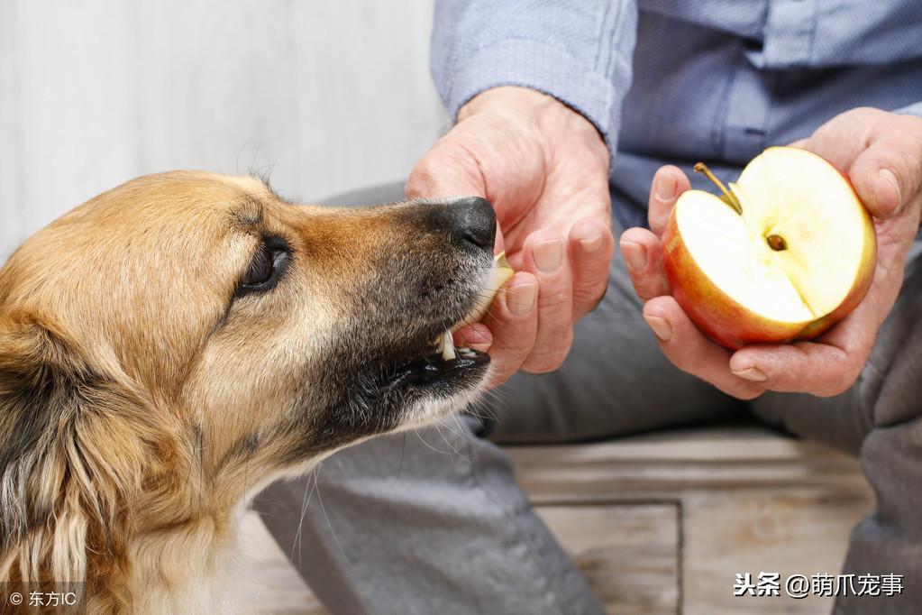 狗不能吃什么水果，狗狗能吃的水果和蔬菜有哪些