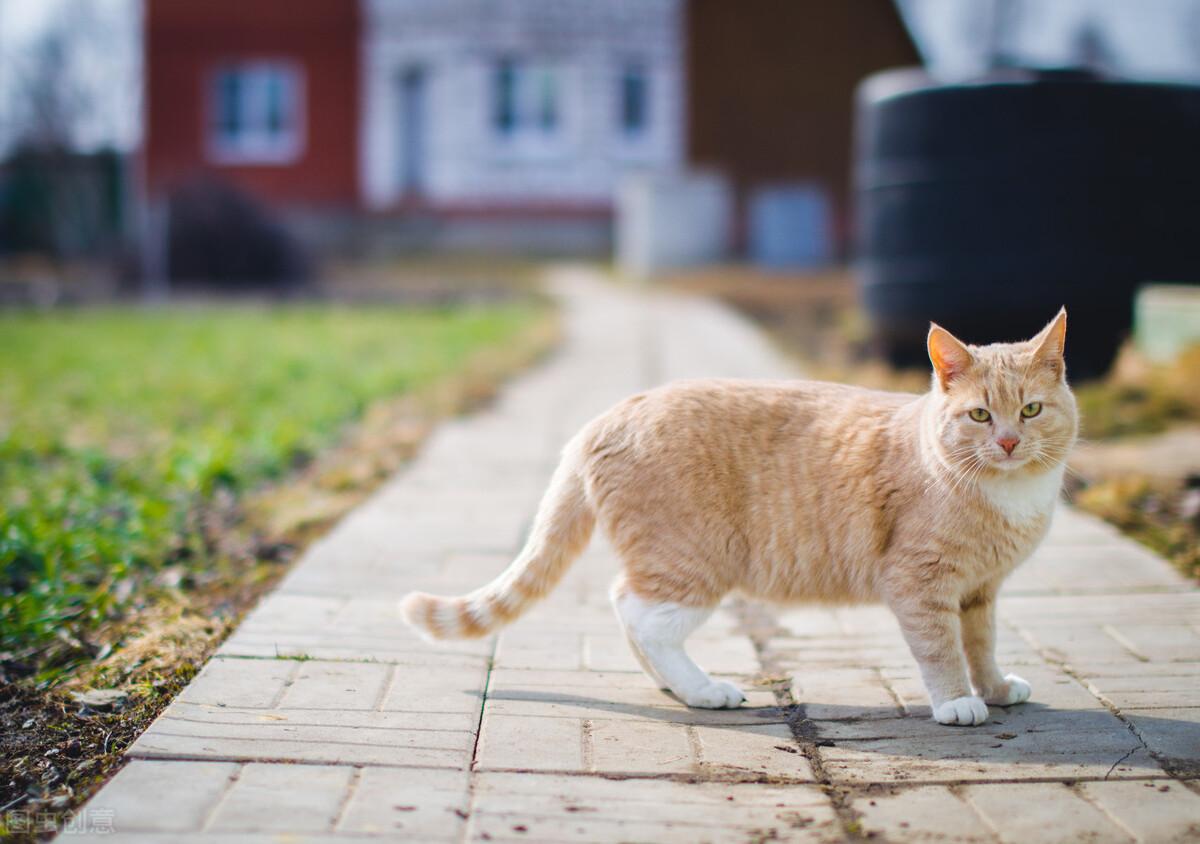 猫咪摇尾巴代表什么心情,摇尾巴尖表示什么意思,是开心还是不开心