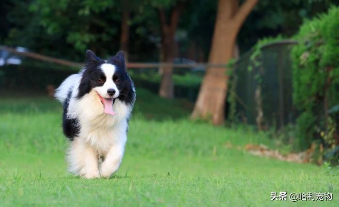 狗与犬的区别在哪里图片,狗和犬是一个品种吗