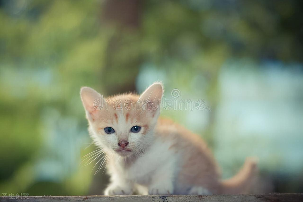 小猫几个月驱虫最合适,几个月驱一次虫,幼猫第一次驱虫时间