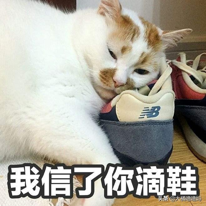 猫每年都需要注射疫苗吗？（解答关于猫咪疫苗的常见问题）