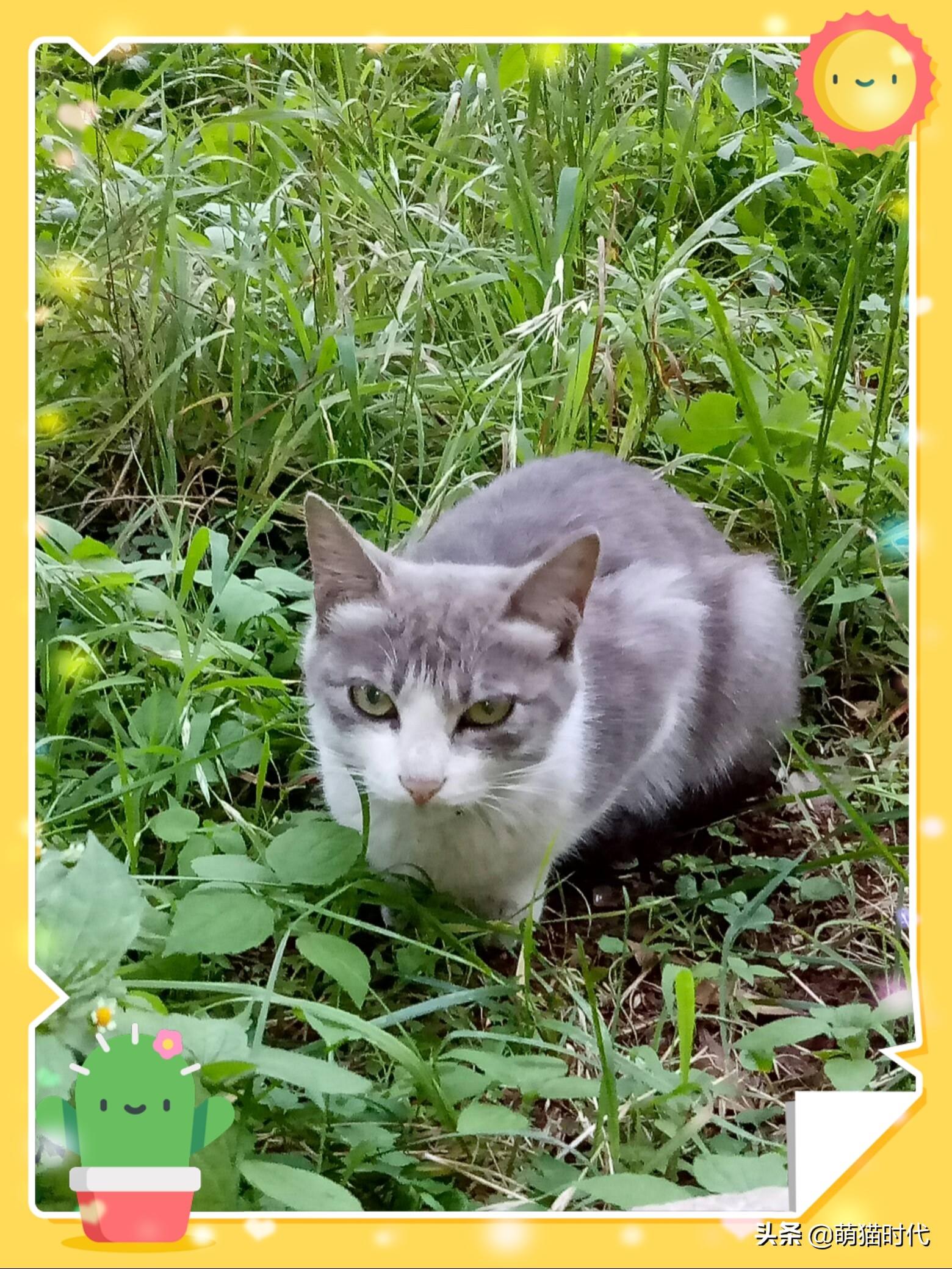 捡到的流浪猫送到哪里会收留,送人有什么说法吗（如何处理遇到流浪猫）