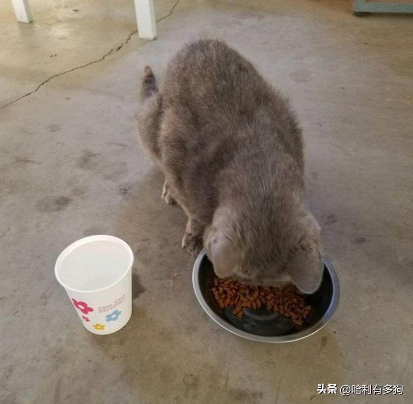 猫咪埋猫粮是为什么,又不吃怎么回事（探究猫的行为习惯）