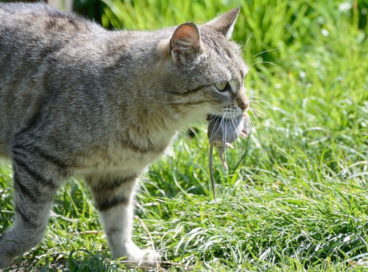 宠物猫会抓老鼠吗,什么猫抓老鼠比较厉害,宠物猫为什么不会抓老鼠