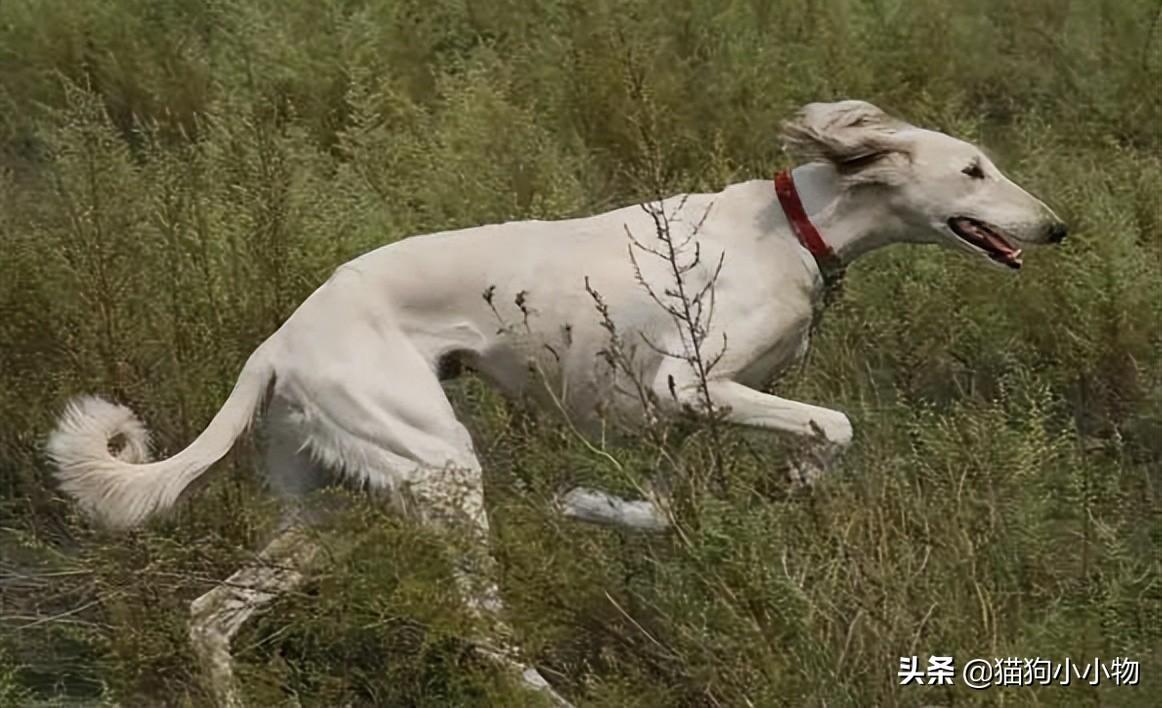 细狗什么品种最好养活，纯种山东细犬图片