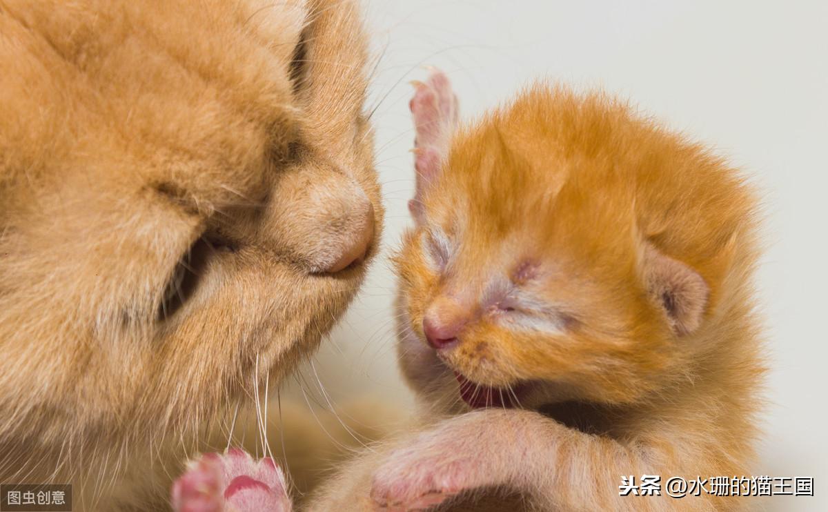 猫眼睛流脓一样的眼屎，眼睛流泪是怎么回事，猫咪挑食很多眼屎