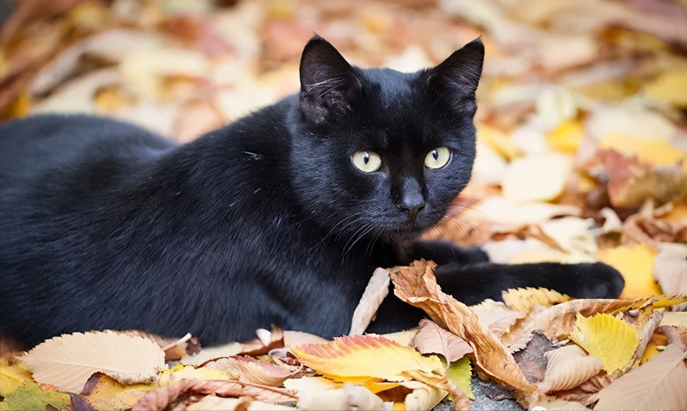 纯黑的猫一般人养不了,纯黑的猫是什么品种?（了解猫咪品种特点）