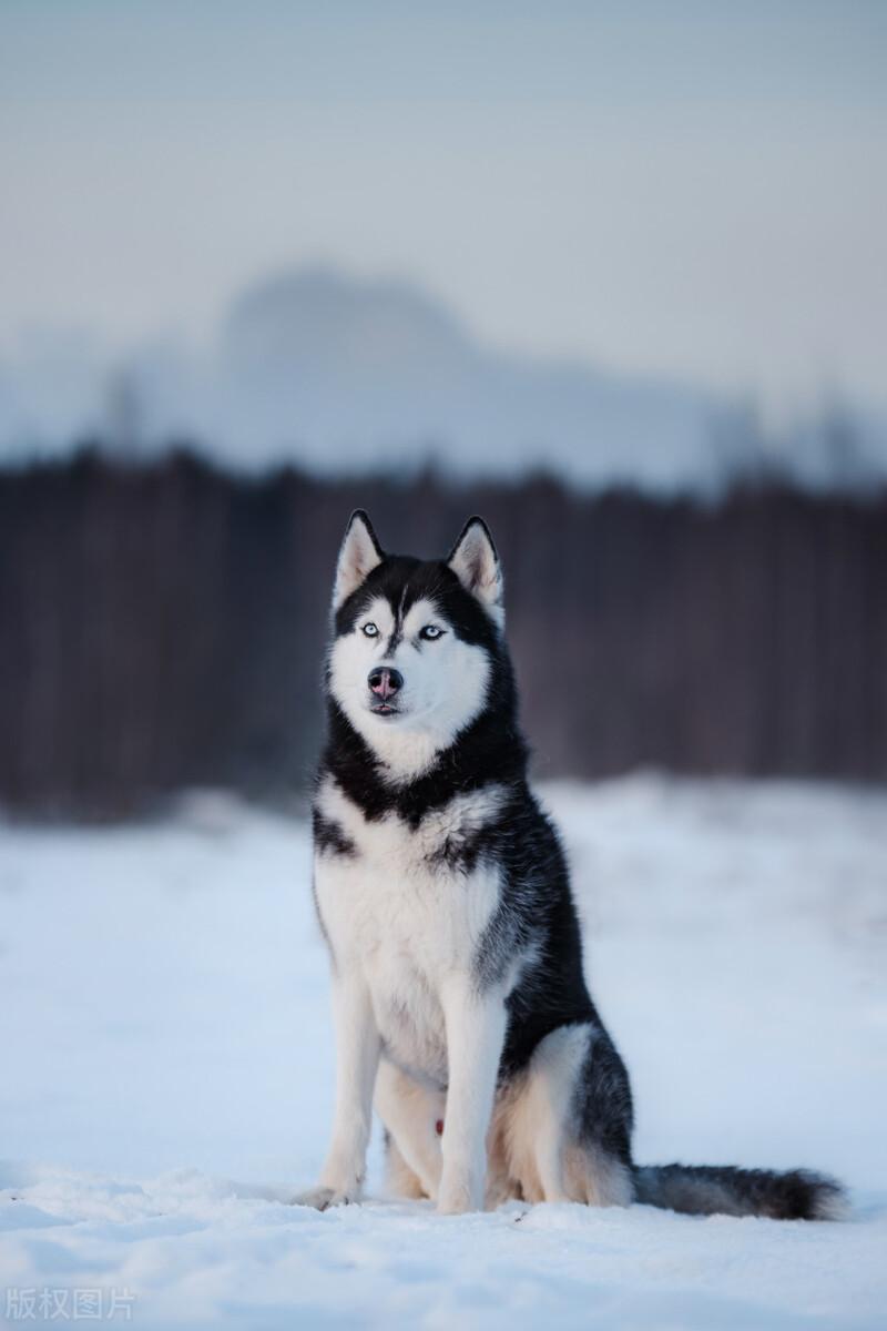 罗威纳犬市场价多少钱一只,买狗需要注意哪些问题,靓宠国际名犬