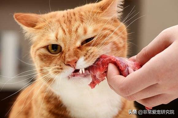 猫可以吃生猪肉吗(了解安全喂食宠物的正确方式)