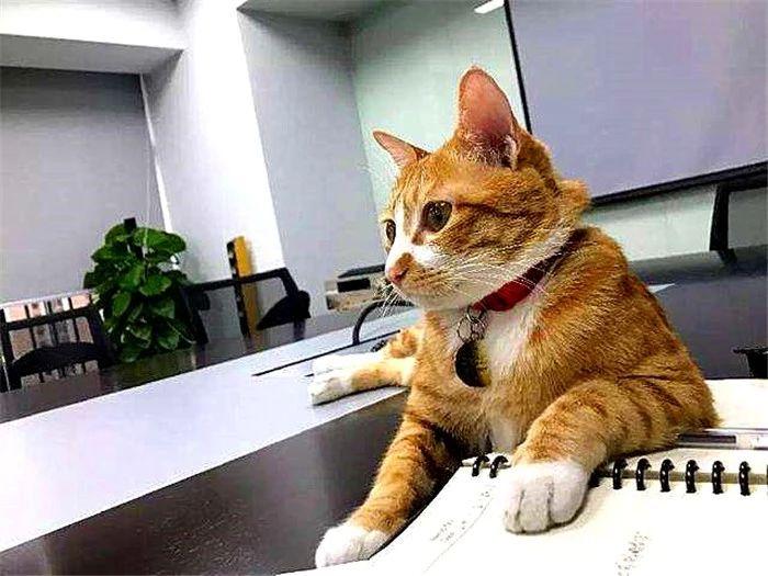 猫喝酒会怎么样,对身体有什么危害（真相大揭秘：猫与酒的危险关系）