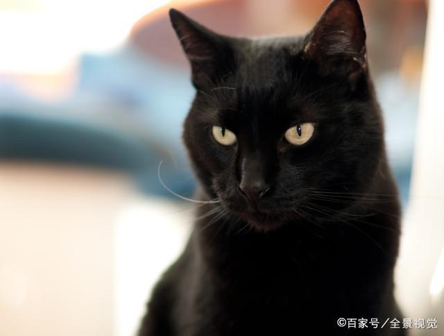 什么猫不能养 不吉利,猫这种东西特别邪门（哪些颜色的猫在文化中不受待见）