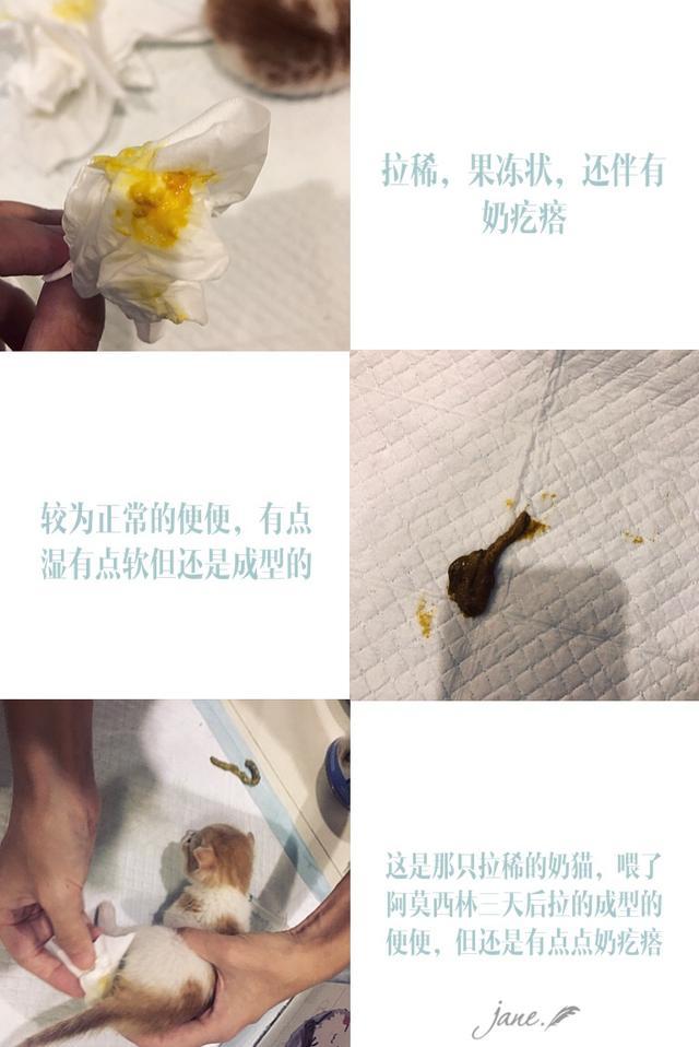 刚出生的小猫几天过危险期，怎么排便，没有母猫怎么养