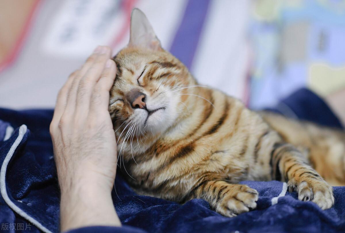 猫饿几天会饿死？了解猫咪排泄与战略求生(饥饿应对)