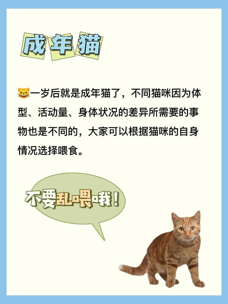 幼猫咪几个月就可以不泡猫粮了，吃得太饱的症状，每个阶段吃什么猫食