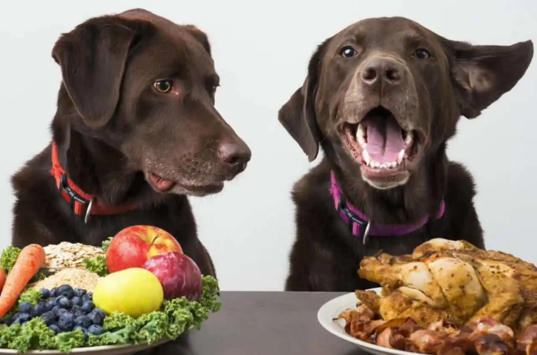 狗能吃吃香菇饺子吗,为什么不能吃,对狗狗有益的食物有哪些