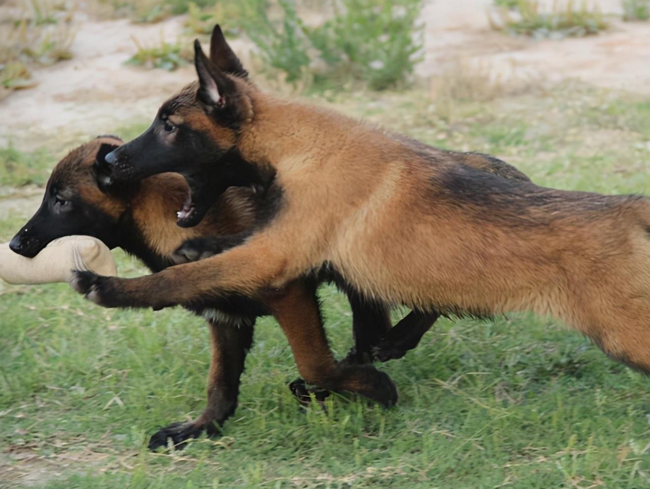 马犬为什么不能打,马犬被打会报复主人吗（指导饲养者正确呵护马犬）