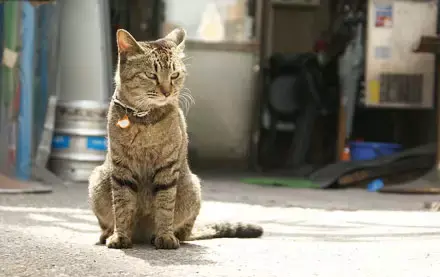 一年猫相当于几岁,寿命最长能活多少年,猫的岁数怎么算