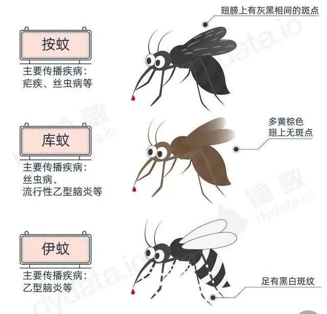 蚊子能飞多少米远,能飞到8楼吗,到底能飞多高?