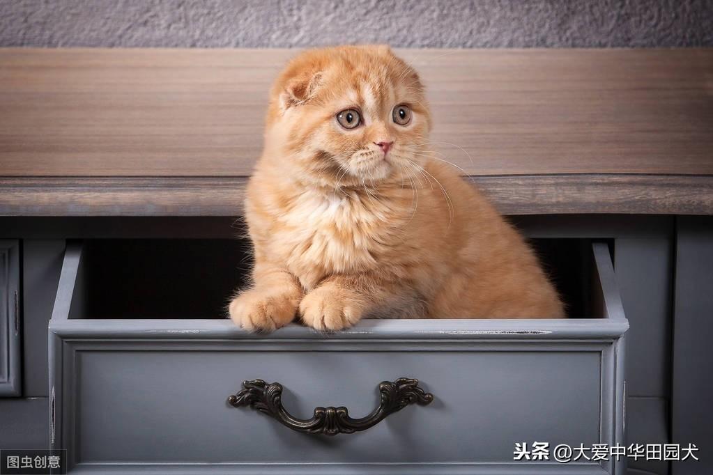 小猫到处拉屎拉尿怎么办(正确的小猫排泄习惯建立方式)