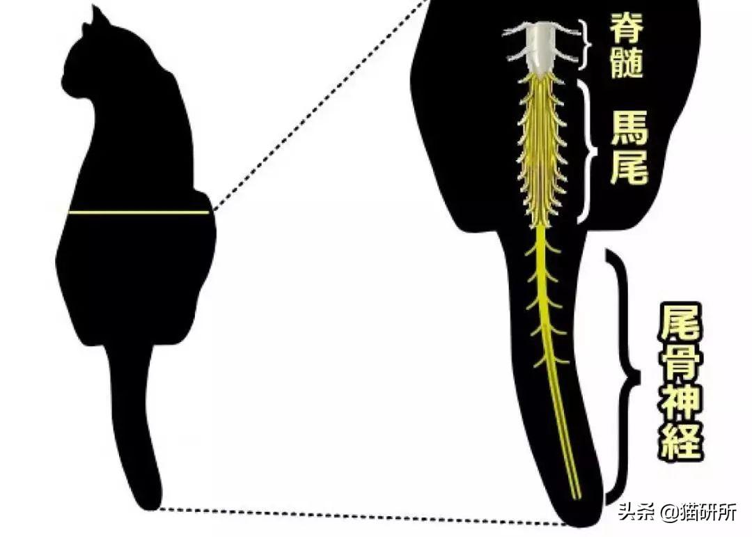 猫咪乱拉屎的原因,该如何解决,为什么突然乱拉,乱拉屎是不是有病