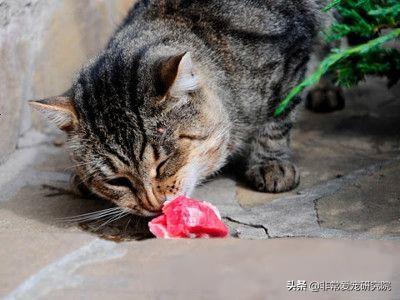 猫可以吃生猪肉吗(了解安全喂食宠物的正确方式)