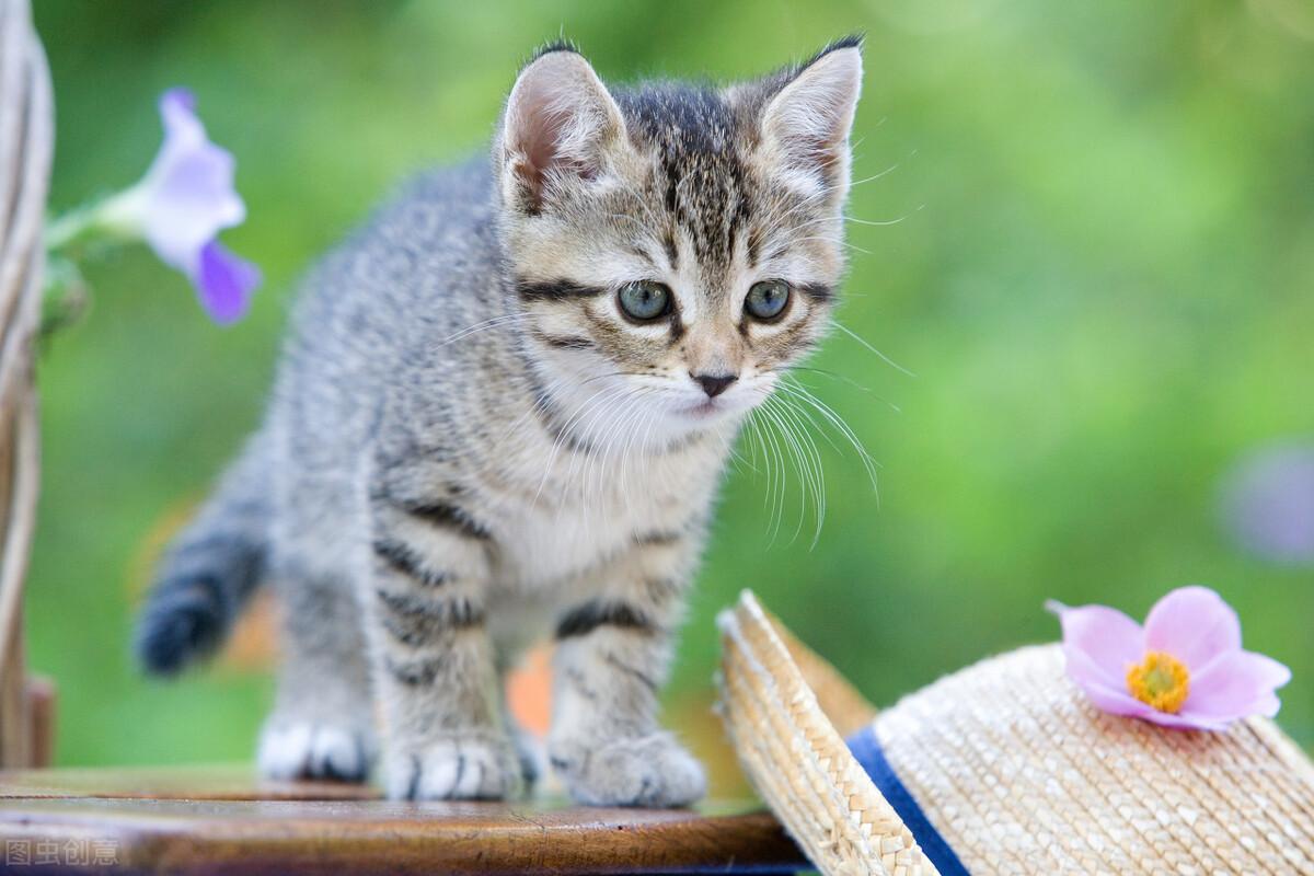 猫流鼻涕怎么办？教你马上解决问题（猫咪流鼻涕问题解决）