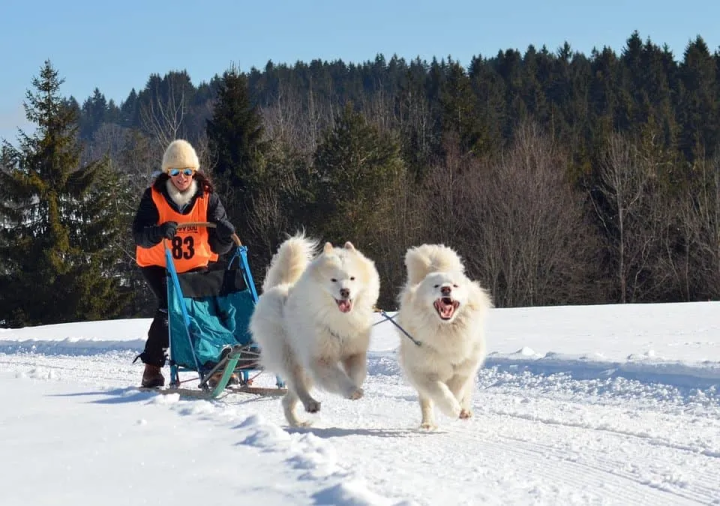 雪橇犬有几种，为什么不会摔倒，雪橇三傻是哪三种狗