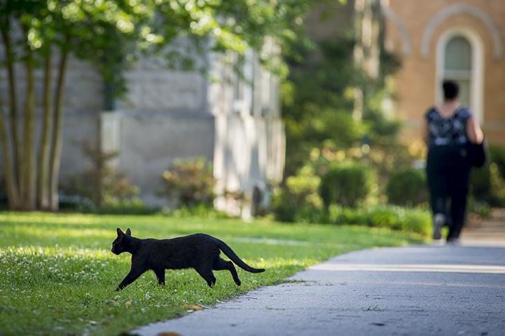 家里养黑猫有什么说法吗,有什么不好的含义（了解猫咪文化背景）