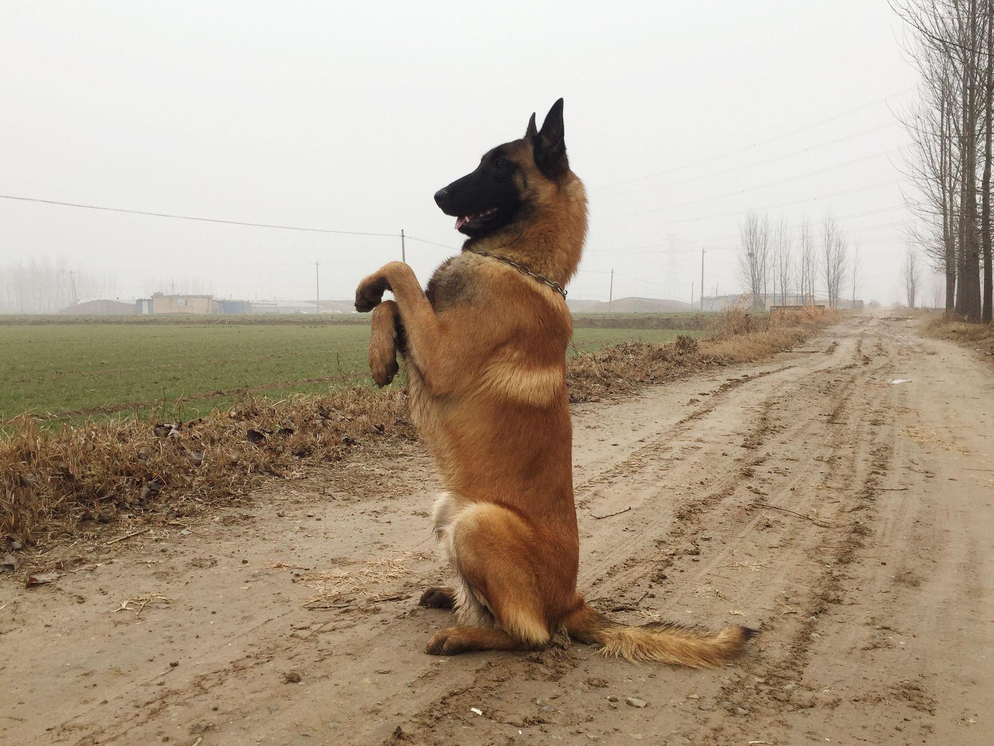 马犬一直不训练会有什么后果,马犬为什么不能家养