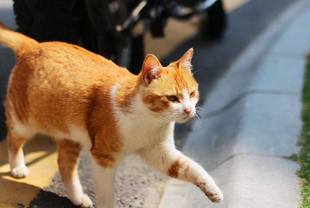 土猫适合当宠物吗（介绍土猫的种类和适宜饲养方式）