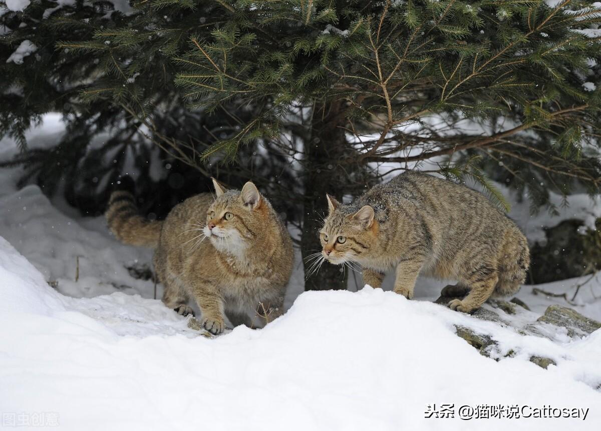 猫嫉妒另一只猫的表现有哪些,猫嫉妒另一只猫怎么安抚（化解猫咪争夺注意力）