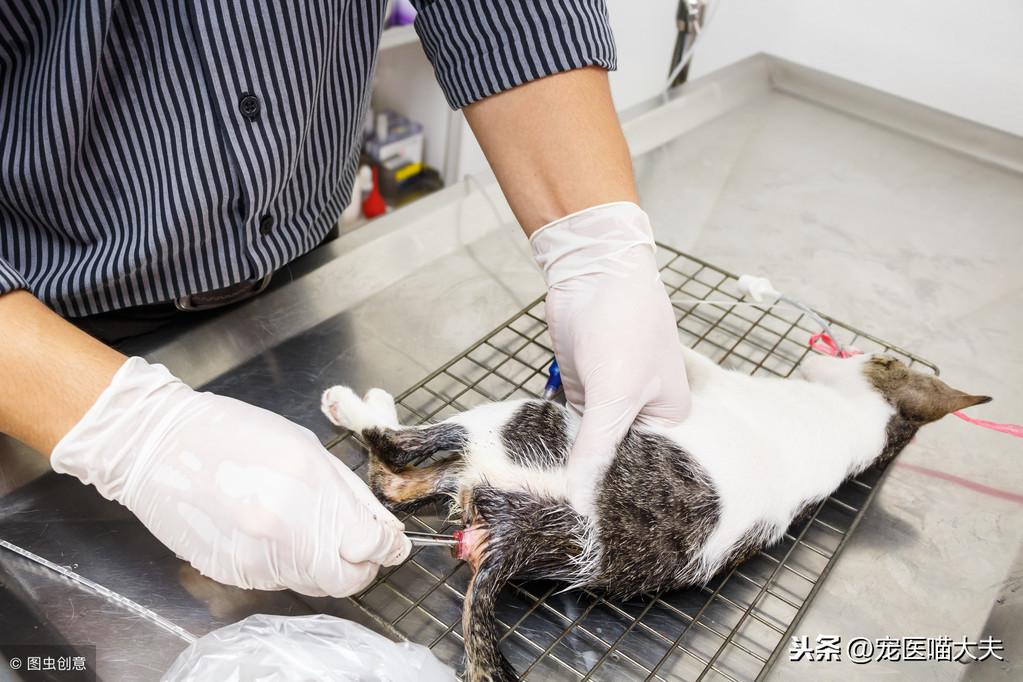 两个月猫不拉屎的原因是什么（分析猫咪便秘的症状和健康建议）