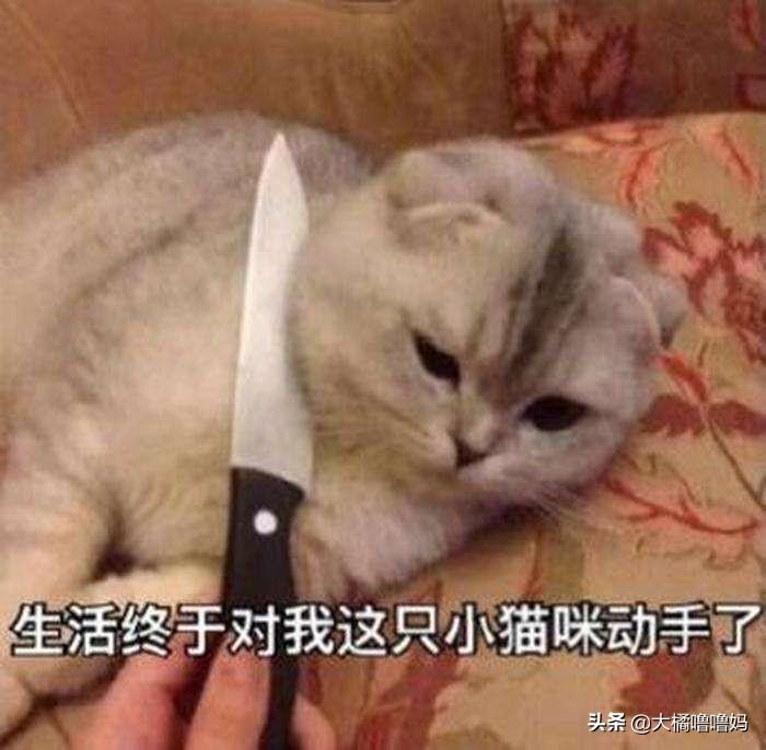 猫咪毛囊炎怎么治疗方法,会传染人吗（重视猫的皮肤健康）