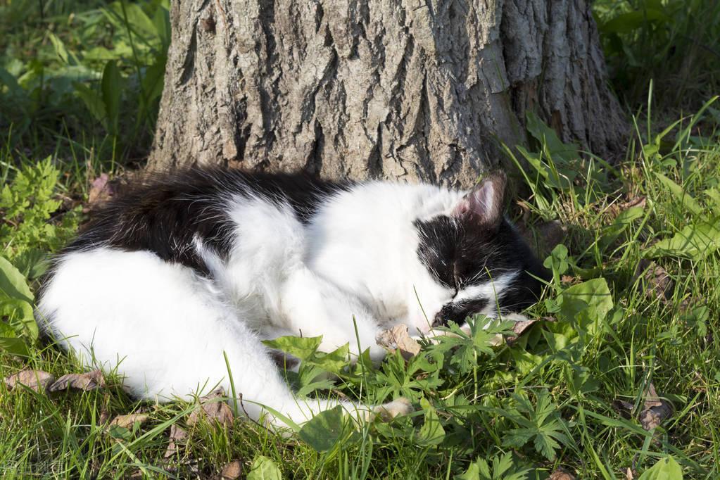 猫咪遗体该怎样处理才规范？（介绍猫死后善后的正确方法）