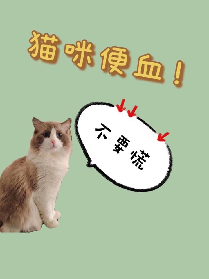 猫咪拉粑粑有血是怎么回事,肠道问题应对策略（专业解读猫肠道问题）