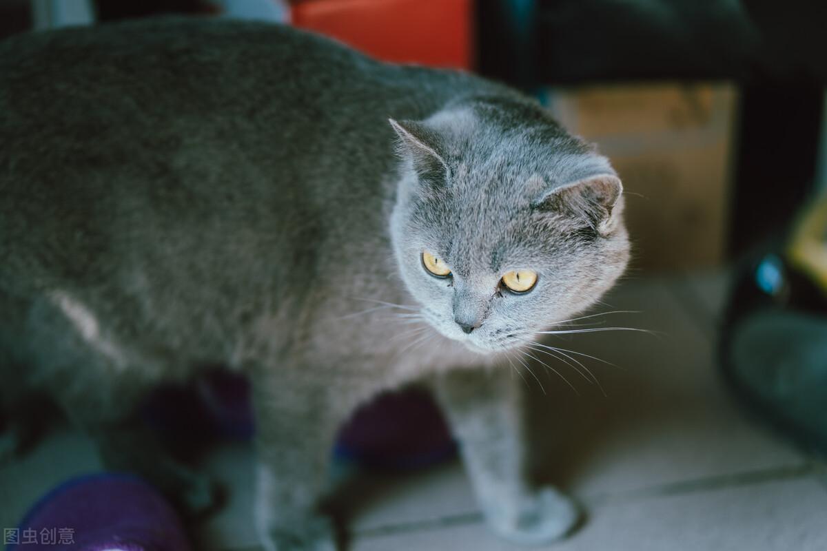 蓝猫寿命一般多少年,一岁相当于人多少岁（蓝猫寿命分析与养护建议）