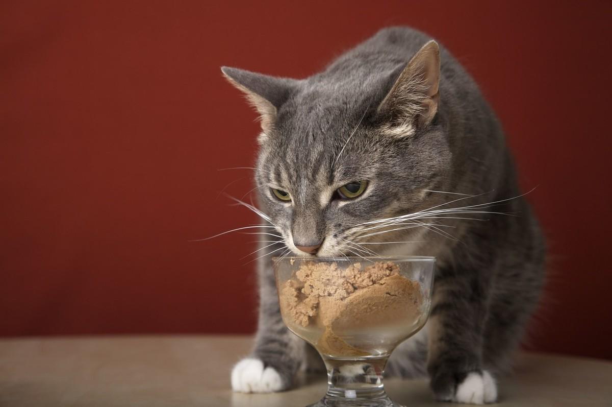 猫咪吐黄水有泡沫粘液精神好（医生教你应对紧急呕吐突发状况）