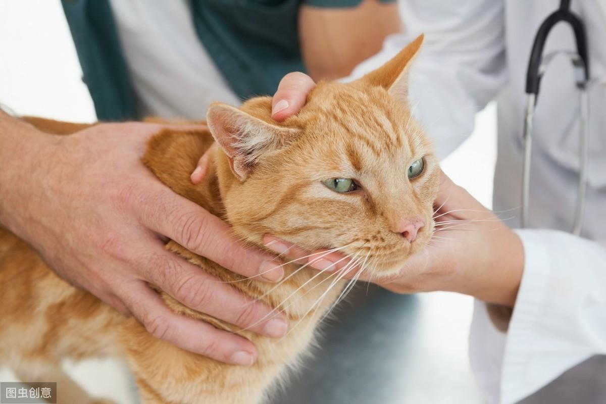 大猫得了猫瘟会自愈吗,为什么猫会得猫瘟,猫瘟传染途径,猫咪得猫瘟的前兆