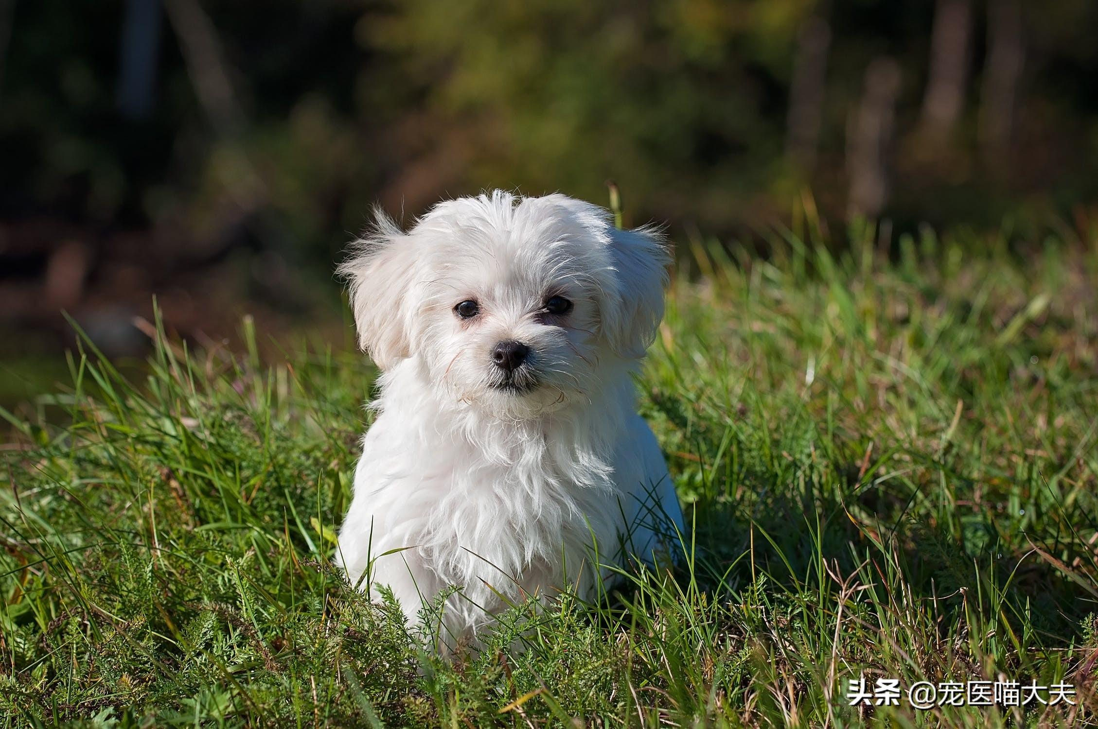 小狗狗咬自己的脚是什么原因,为什么一直啃自己的脚