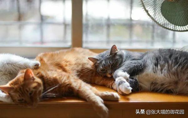 怀孕的猫咪能吃虾吗,小心“虾过敏”（破解猫咪饮食谣言）