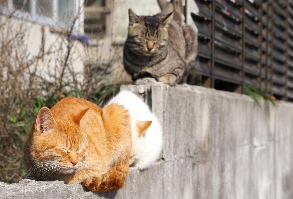 土猫适合当宠物吗（介绍土猫的种类和适宜饲养方式）