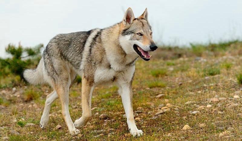 名犬大全 品种及图片及名字,100多种名犬排行榜