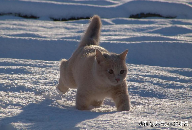 猫咪怕热还是怕冷?怎么办，多少度算冷，猫怕冷狗怕热的原因