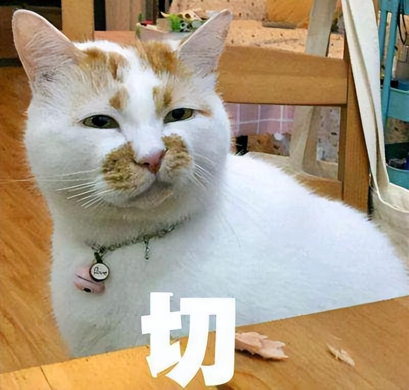 用来引诱小猫出来的猫叫声,诱捕猫用什么诱饵好（掌握有用技巧）