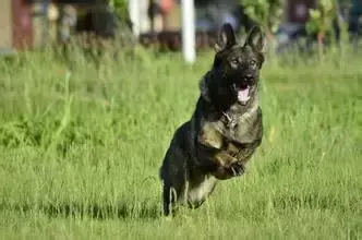 东德犬幼犬价格,适合什么狗粮,东德犬的优点和缺点