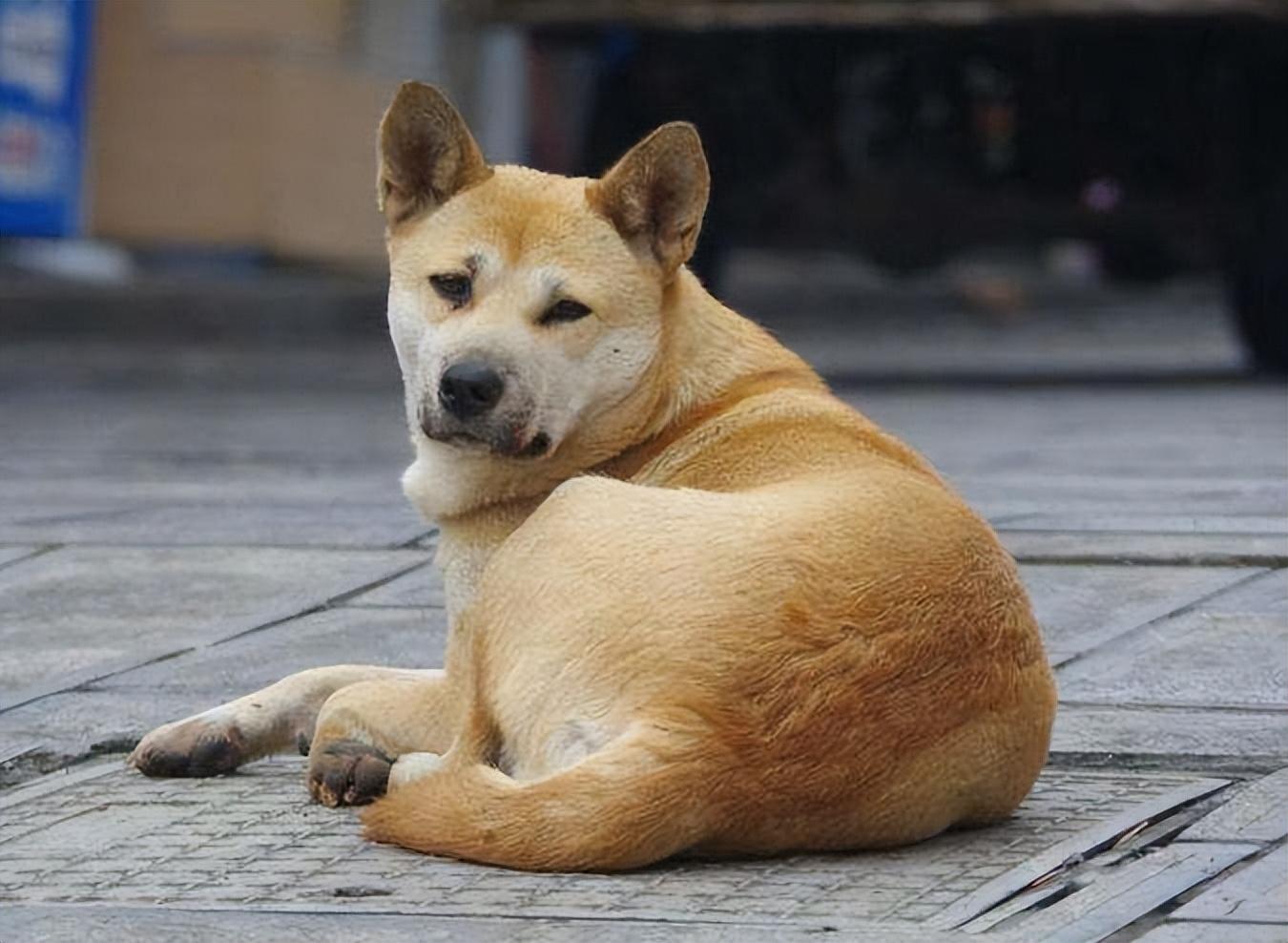 拉布拉多幼犬价格多少钱一只，又便宜养起来又不费钱的狗