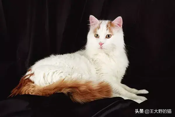 大型猫品种介绍，了解这些猫咪一定不能错过！（猫咪品种介绍）