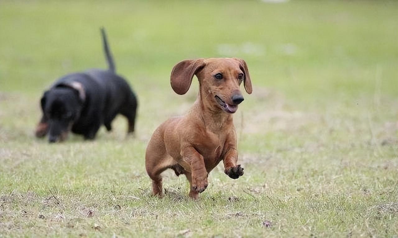 短毛犬有哪些品种,好打理的狗狗小型犬（了解不同种类的短毛犬）