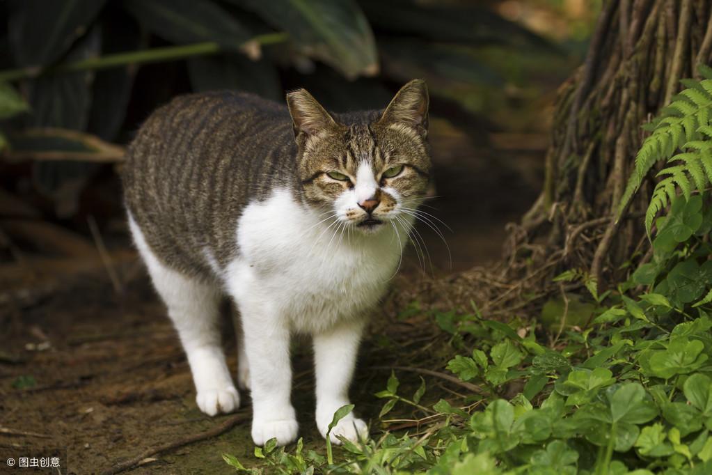 如何用气味驱赶野猫离开某个地方，怎样能把猫彻底赶走