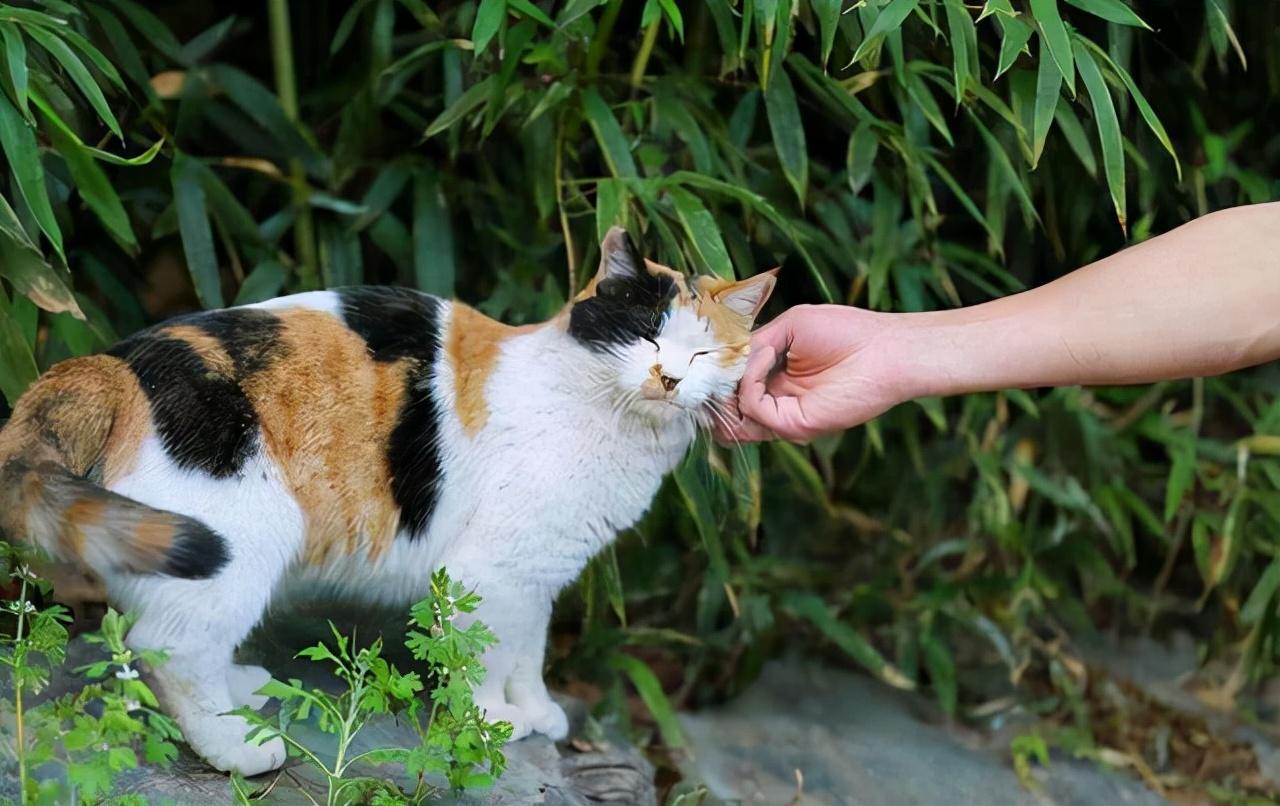 三花猫为什么招财，为什么都是母的呢（了解猫咪文化历史）